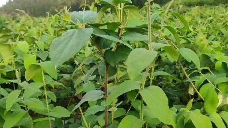 金银花苗湘蕾五号花王金银花苗大量上市苗圃直供