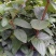金银花苗湘蕾五号花王金银花苗大量上市苗圃直供