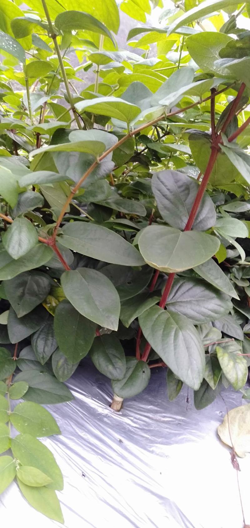 金银花苗湘蕾五号花王金银花苗大量上市苗圃直供