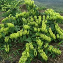 金银花苗湘蕾五号花王金银花苗大量上市苗圃直供