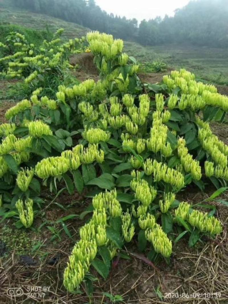 金银花苗湘蕾五号花王金银花苗大量上市苗圃直供