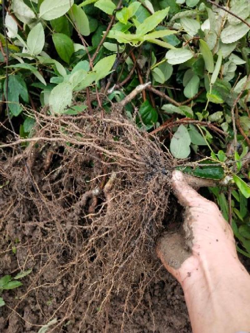 金银花苗湘蕾五号花王金银花苗大量上市苗圃直供