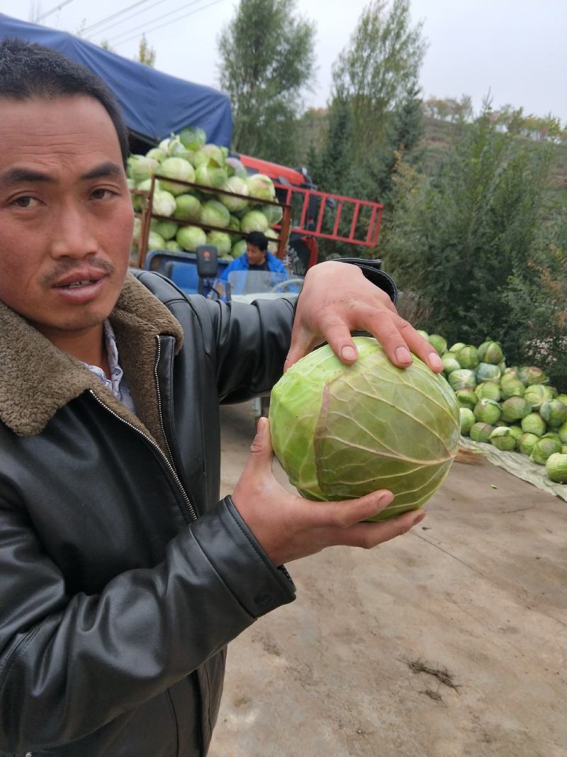 宁夏甘蓝圆包菜小包菜大包菜，大量有货中，对接全国市场批发