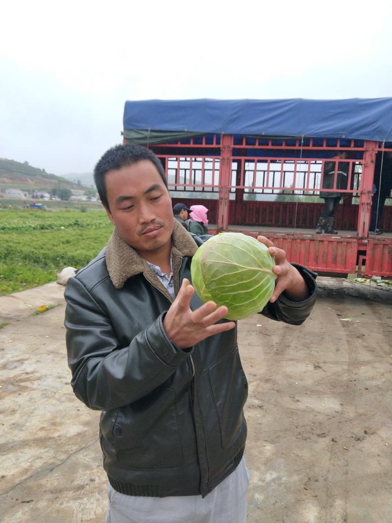 宁夏甘蓝圆包菜小包菜大包菜，大量有货中，对接全国市场批发