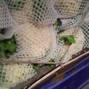 精品有机花