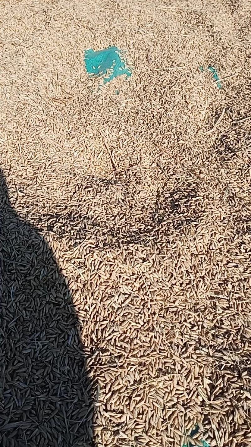 稻花香稻谷现加工大米