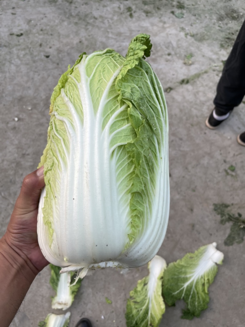夏阳白菜小青棵白菜发青发绿个头大小均匀没有黑点