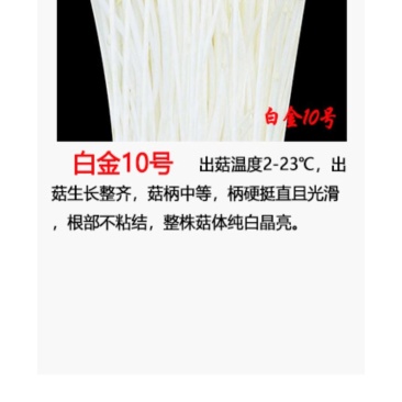 金针菇菌种二级原种！800毫升标准制种塑料瓶装