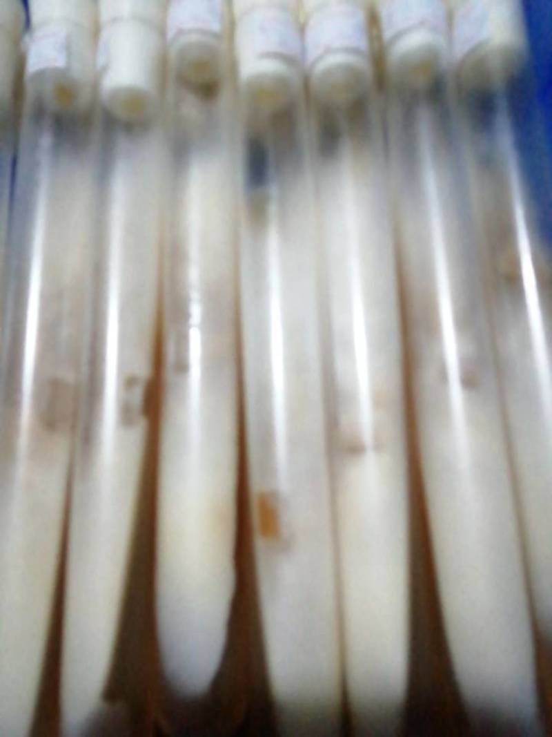 金针菇菌种二级原种！800毫升标准制种塑料瓶装