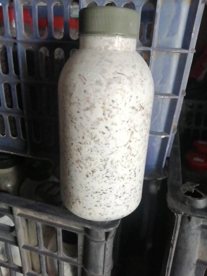 金针菇菌种二级原种！800毫升标准制种塑料瓶装