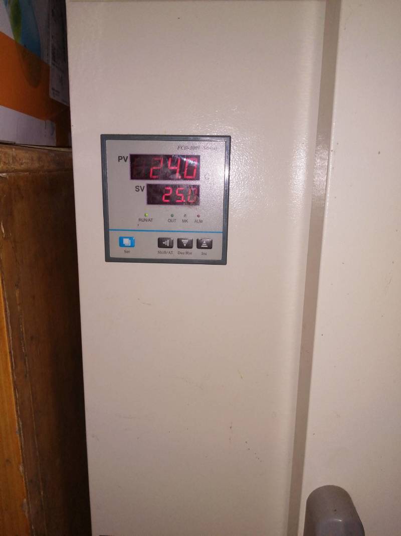 金针菇菌种二级原种！800毫升标准制种塑料瓶装