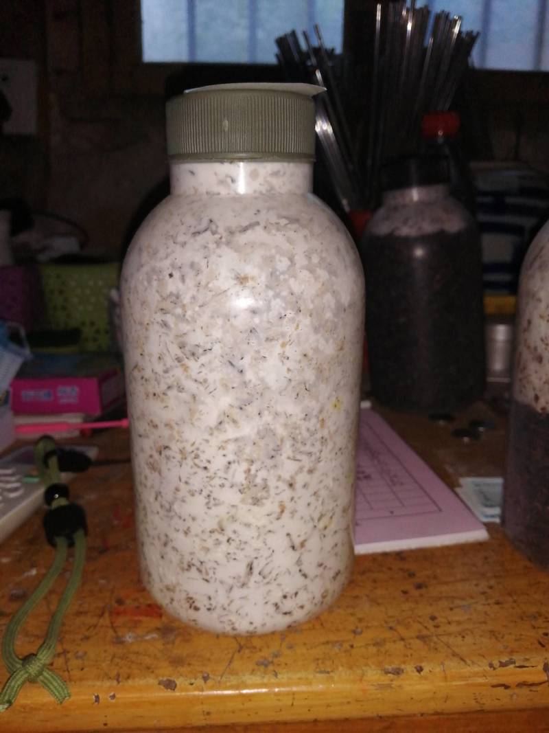 金针菇菌种二级原种！800毫升标准制种塑料瓶装