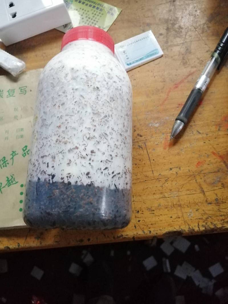 金针菇菌种二级原种！800毫升标准制种塑料瓶装