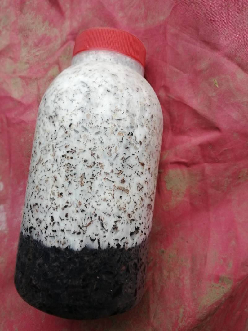 金针菇菌种二级原种！800毫升标准制种塑料瓶装