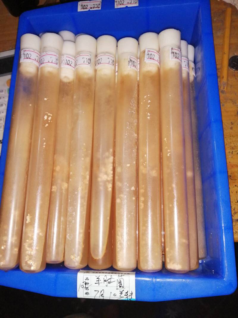 金针菇菌种二级原种！800毫升标准制种塑料瓶装
