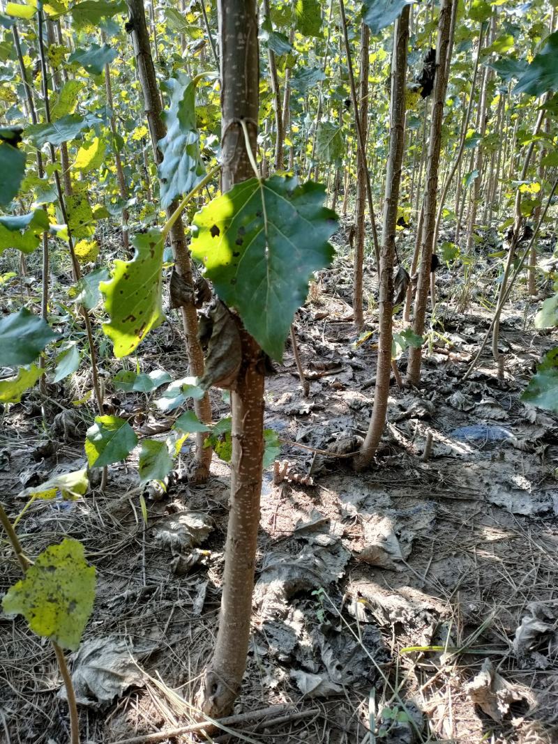 杨树苗107108速生杨树苗