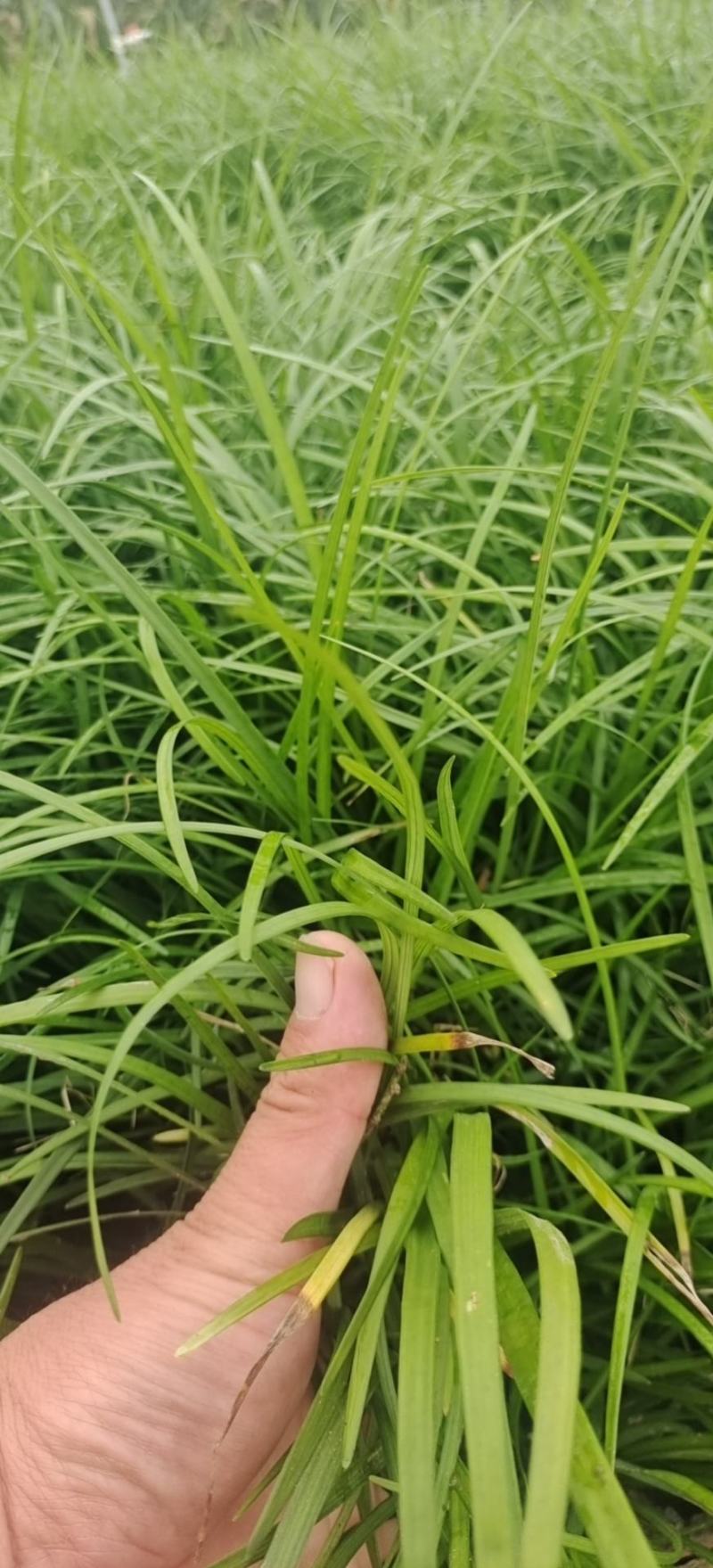 山东麦冬小苗基地麦冬盆栽苗金边麦冬金边麦冬盆栽苗
