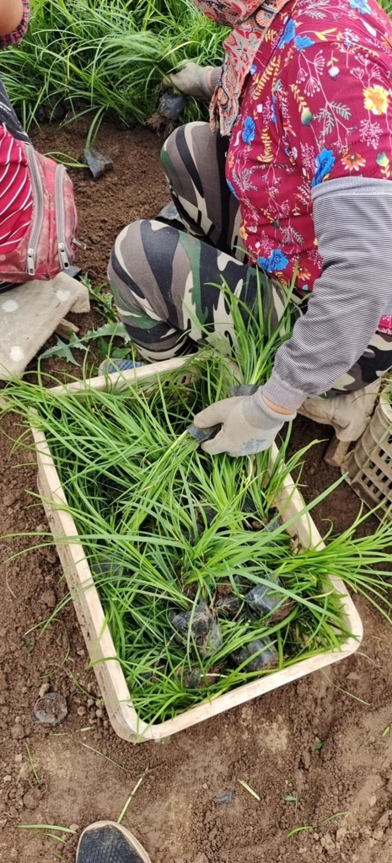 山东麦冬小苗基地麦冬盆栽苗金边麦冬金边麦冬盆栽苗