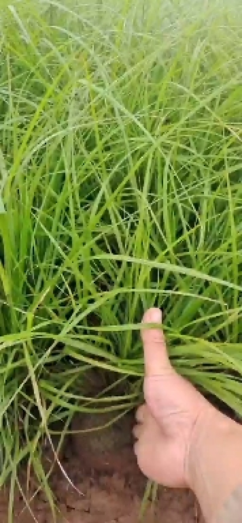 山东麦冬小苗基地麦冬盆栽苗金边麦冬金边麦冬盆栽苗