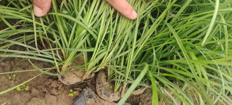 山东麦冬小苗基地麦冬盆栽苗金边麦冬金边麦冬盆栽苗
