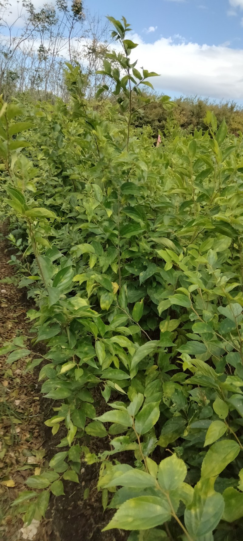 红榉江西红榉小苗产地直销一手货源大量供应