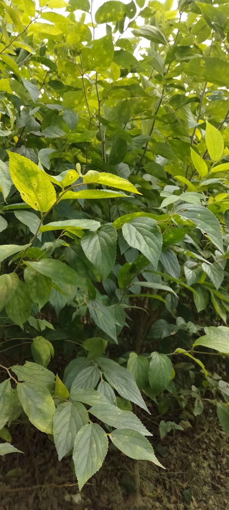 红榉江西红榉小苗产地直销一手货源大量供应
