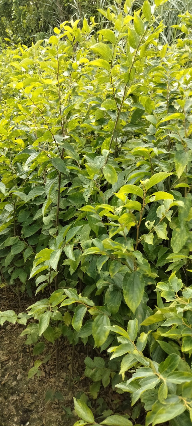 红榉江西红榉小苗产地直销一手货源大量供应