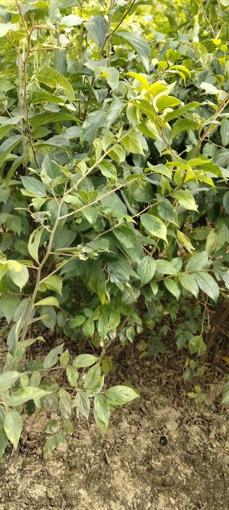 红榉江西红榉小苗产地直销一手货源大量供应