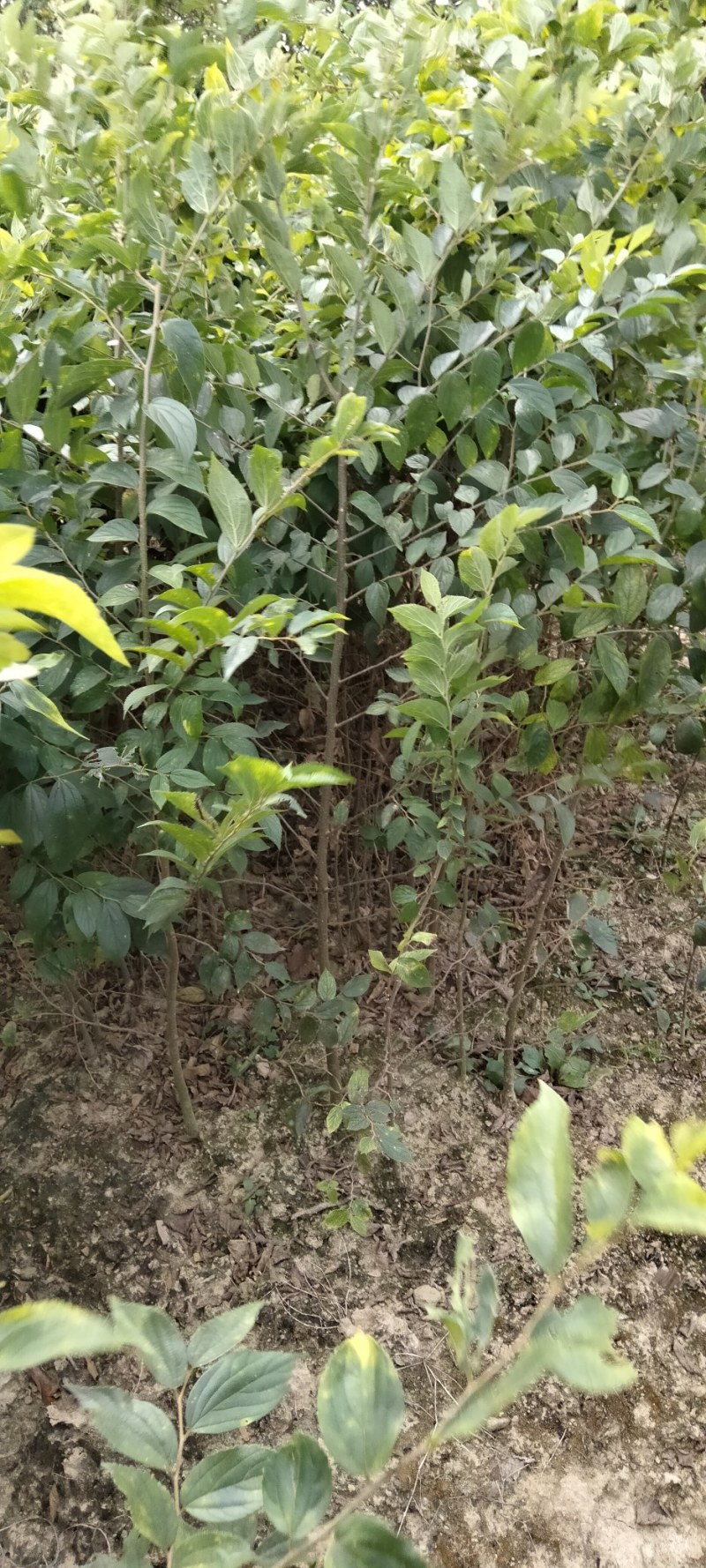 红榉江西红榉小苗产地直销一手货源大量供应