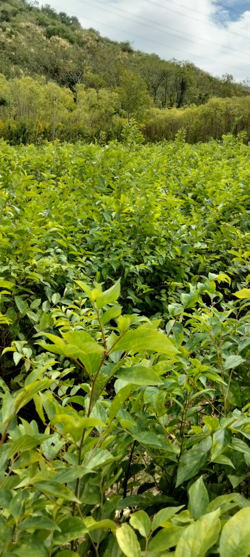 红榉江西红榉小苗产地直销一手货源大量供应