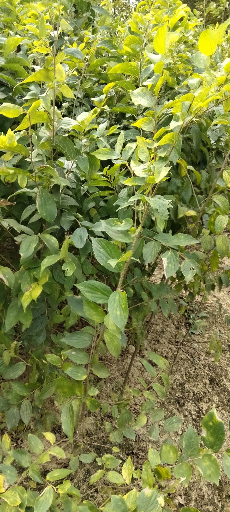 红榉江西红榉小苗产地直销一手货源大量供应