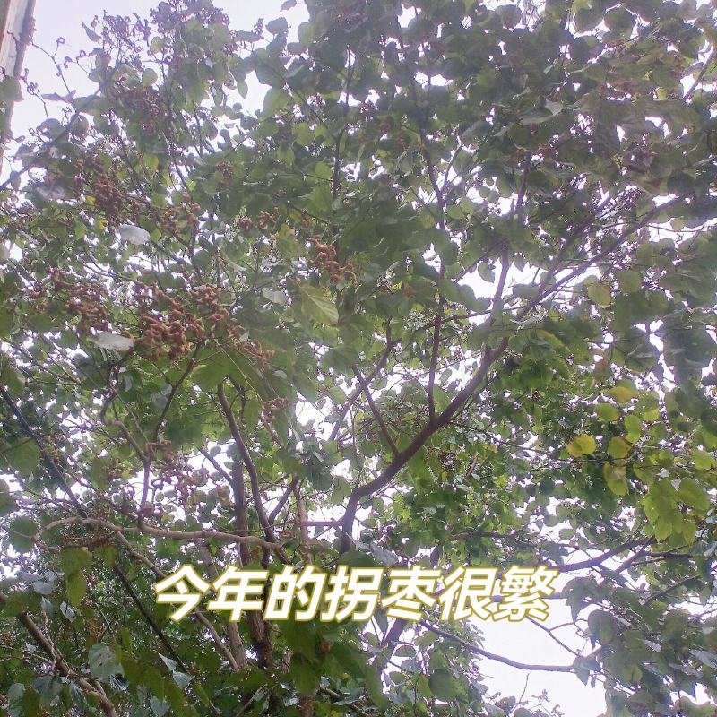 拐枣秦岭野生拐枣万寿果鸡爪梨金钩子枳椇子安康拐枣泡酒生吃