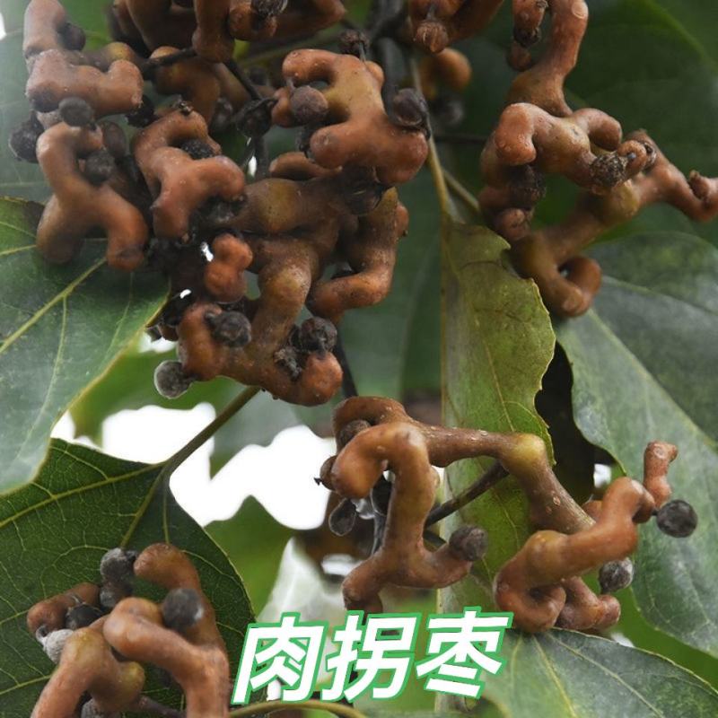 拐枣秦岭野生拐枣万寿果鸡爪梨金钩子枳椇子安康拐枣泡酒生吃
