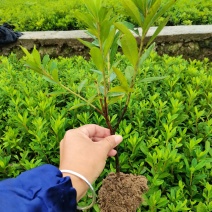 毛杜鹃移栽地苗，分枝低不脱脚。