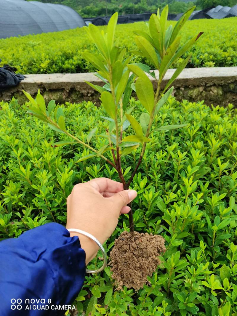 毛杜鹃移栽地苗，分枝低不脱脚。