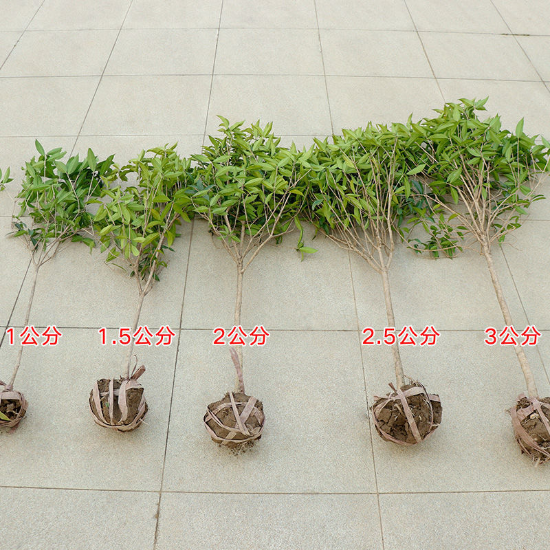 从20厘米高的桂花苗到40公分的桂花树都有销售