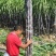湖北襄阳黑皮甘蔗果庶大量上市，自产直销代办装车，量大优惠
