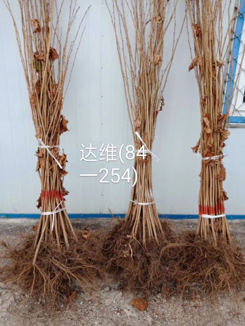 精品，辽宁精品大榛子苗，一级苗，二级苗，二年苗……