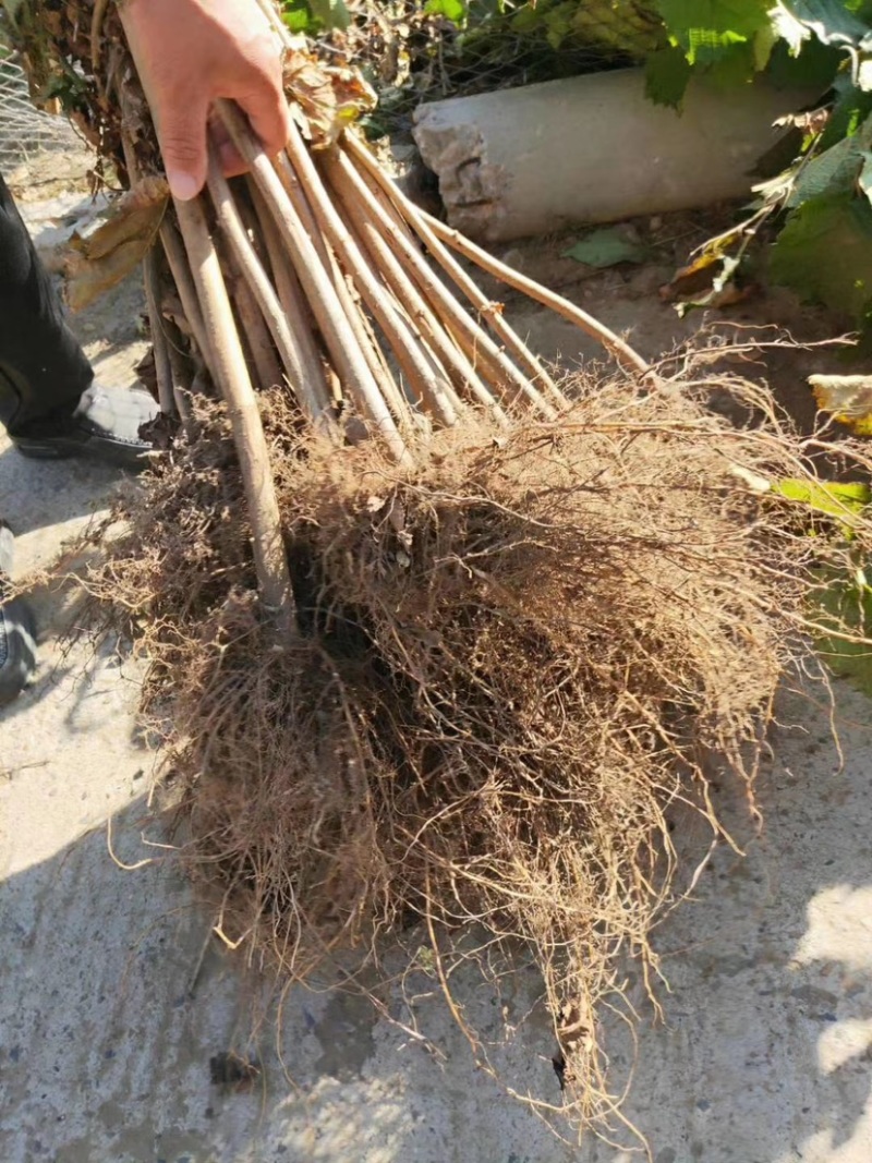 精品，辽宁精品大榛子苗，一级苗，二级苗，二年苗……