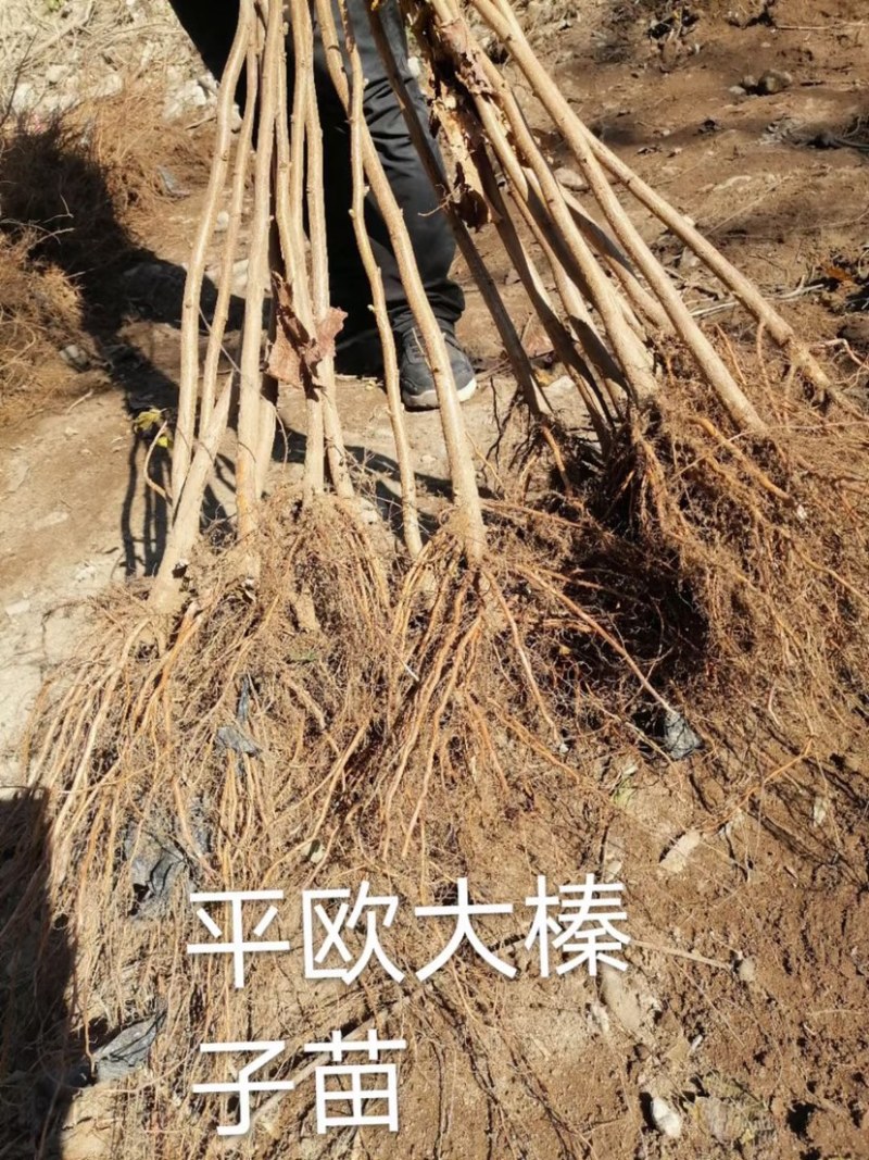 精品，辽宁精品大榛子苗，一级苗，二级苗，二年苗……