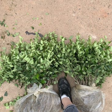 基地现大量供应金森女贞小苗，欢迎各位前来选购