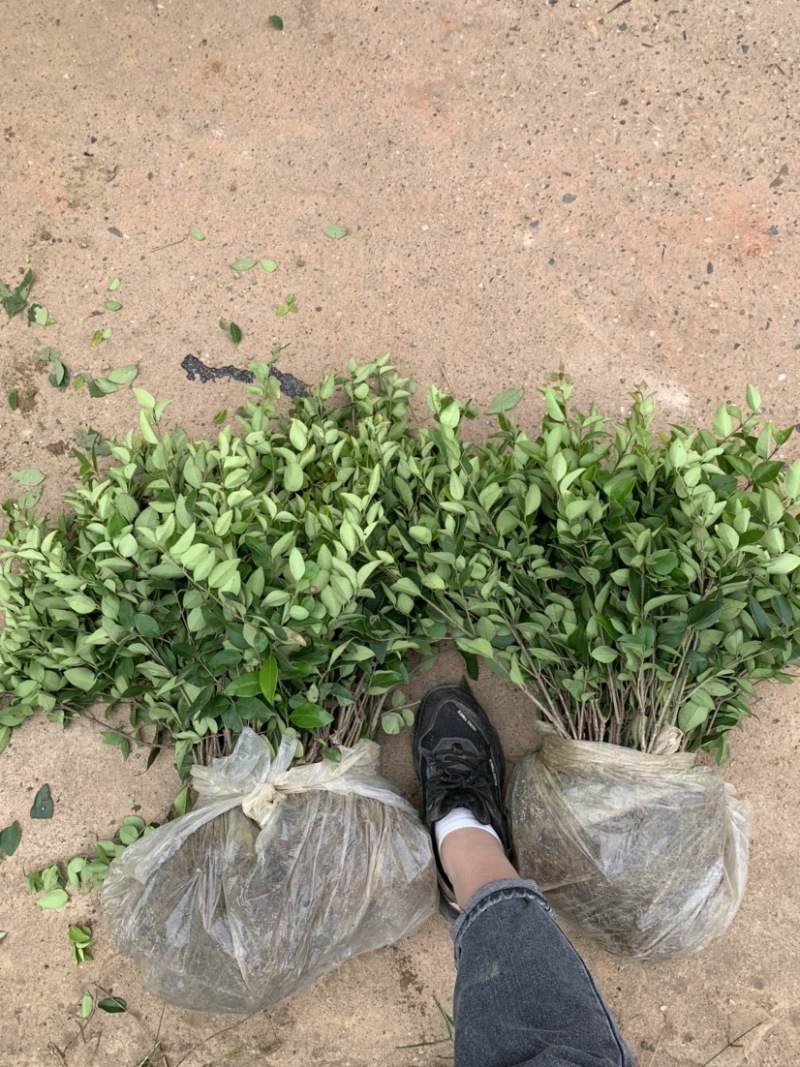 基地现大量供应金森女贞小苗，欢迎各位前来选购