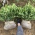 基地现大量供应金森女贞小苗，欢迎各位前来选购