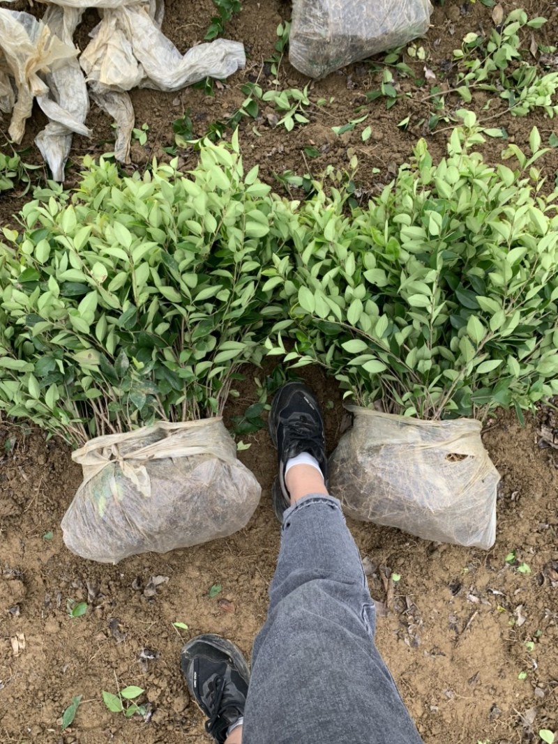 基地现大量供应金森女贞小苗，欢迎各位前来选购
