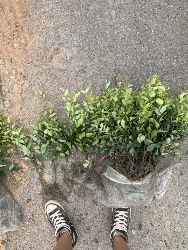 基地现大量供应金森女贞小苗，欢迎各位前来选购