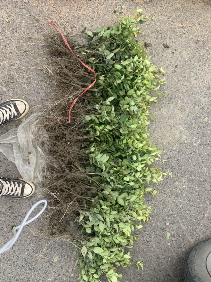 基地现大量供应金森女贞小苗，欢迎各位前来选购