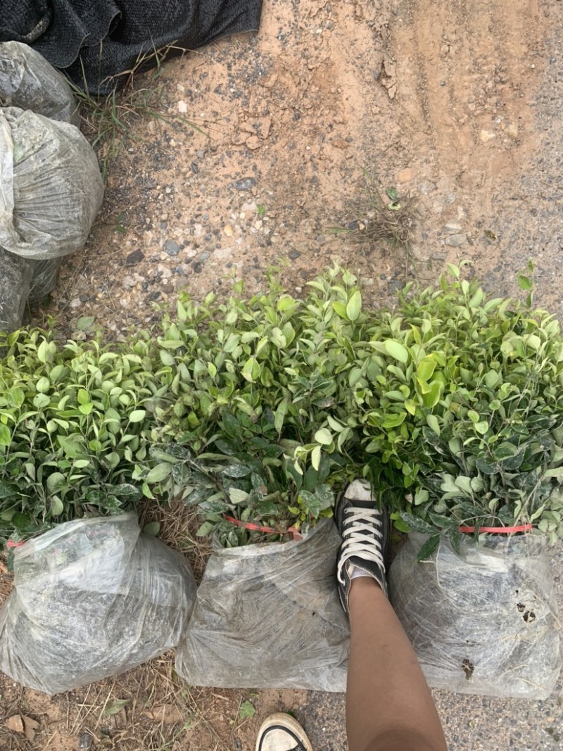 基地现大量供应金森女贞小苗，欢迎各位前来选购