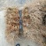辽宁五叶地锦爬墙虎园林绿化苗木量大优惠
