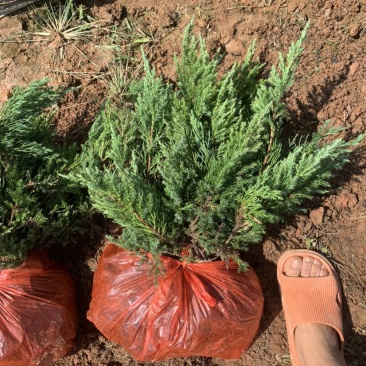 基地现大量供应铺地柏，苗子漂亮，欢迎各位前来选购