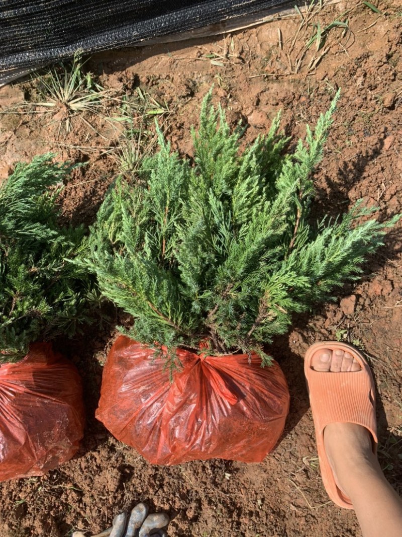 基地现大量供应铺地柏，苗子漂亮，欢迎各位前来选购